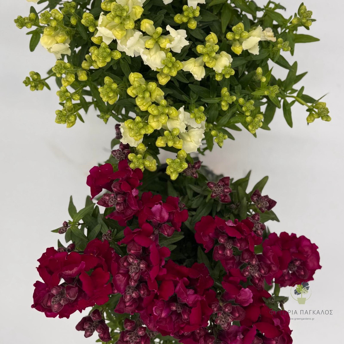 Σκυλάκι (Antirrhinum majus) | Ανθοφόρο Φυτό με Πλούσια Πολύχρωμη Ανθοφορία - 2 lt